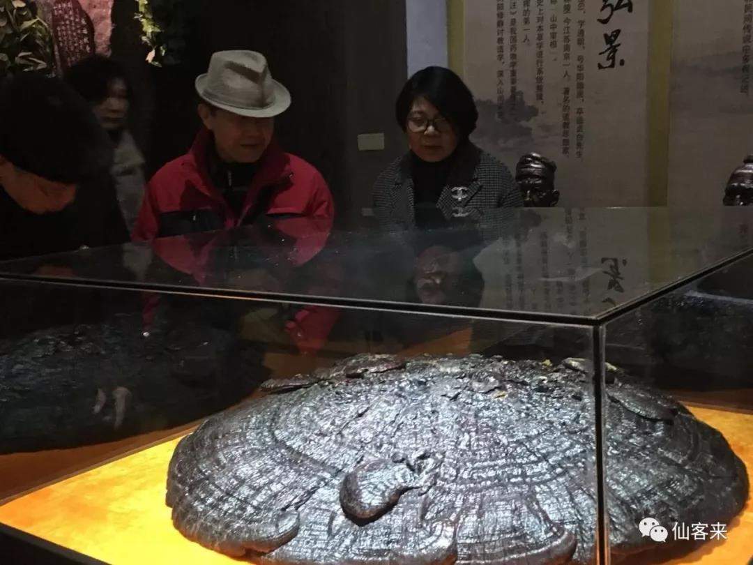中國靈芝十大品牌|仙客來靈芝|仙客來靈芝破壁孢子粉|仙客來孢子油|仙客來靈芝飲片|仙客來破壁孢子粉|仙客來靈芝中藥飲片|馳名商標(biāo)|www.clgj56.com.cn|