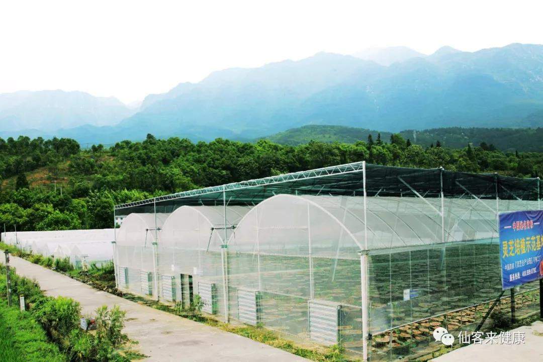 中國靈芝十大品牌|仙客來靈芝|仙客來靈芝破壁孢子粉|仙客來孢子油|仙客來靈芝飲片|仙客來破壁孢子粉|仙客來靈芝中藥飲片|馳名商標(biāo)|www.clgj56.com.cn|