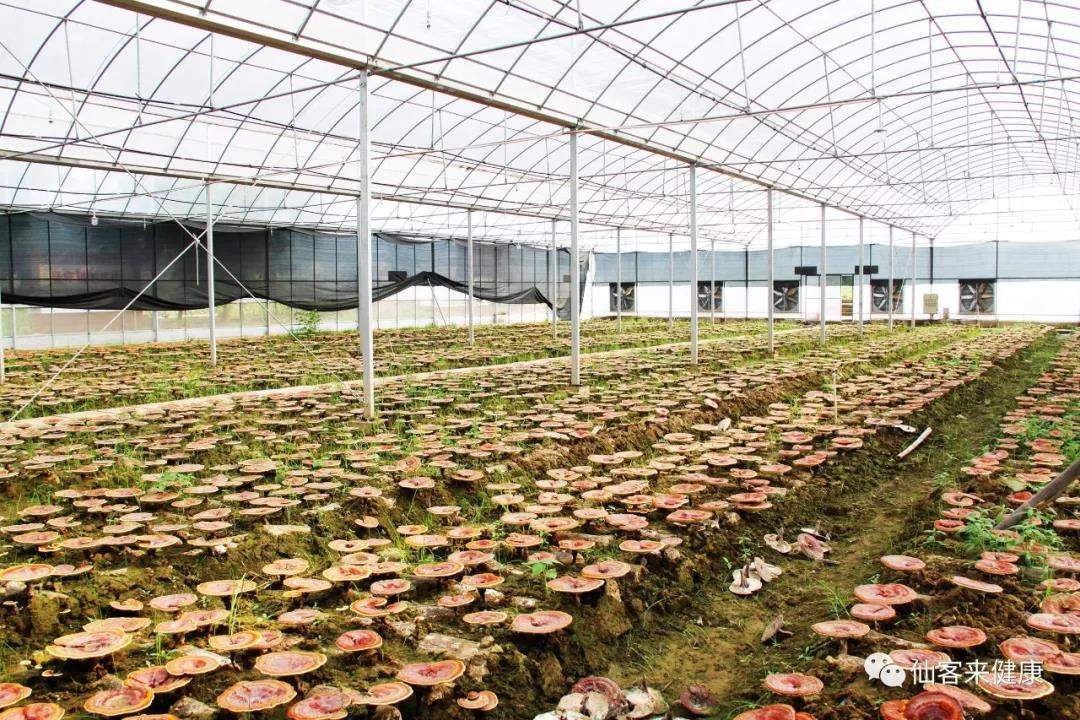 中國靈芝十大品牌|仙客來靈芝|仙客來靈芝破壁孢子粉|仙客來孢子油|仙客來靈芝飲片|仙客來破壁孢子粉|仙客來靈芝中藥飲片|馳名商標(biāo)|www.clgj56.com.cn|