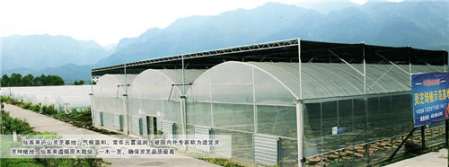 中國靈芝十大品牌|仙客來靈芝|仙客來靈芝破壁孢子粉|仙客來孢子油|仙客來靈芝飲片|仙客來破壁孢子粉|仙客來靈芝中藥飲片|馳名商標|www.clgj56.com.cn|