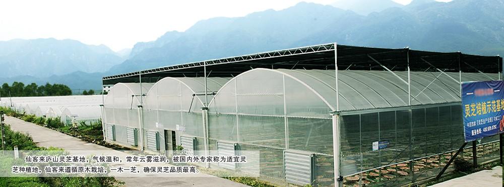 中國靈芝十大品牌|仙客來靈芝|仙客來靈芝破壁孢子粉|仙客來孢子油|仙客來靈芝飲片|仙客來破壁孢子粉|仙客來靈芝中藥飲片|馳名商標(biāo)|www.clgj56.com.cn|