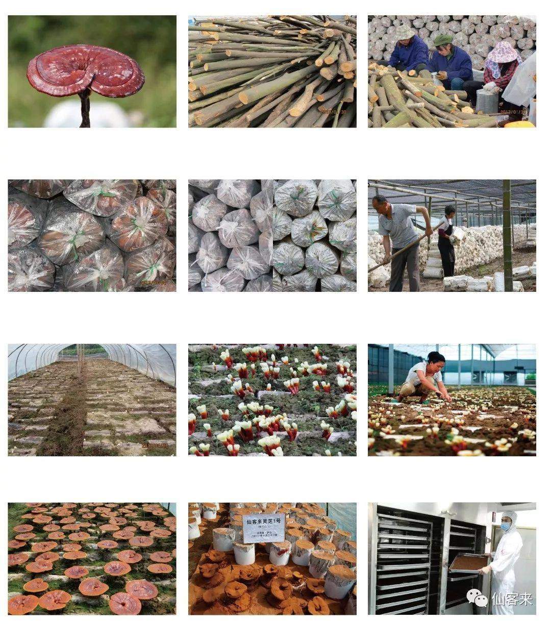 中國(guó)靈芝十大品牌|仙客來(lái)靈芝|仙客來(lái)靈芝破壁孢子粉|仙客來(lái)孢子油|仙客來(lái)靈芝飲片|仙客來(lái)破壁孢子粉|仙客來(lái)靈芝中藥飲片|馳名商標(biāo)|www.clgj56.com.cn|