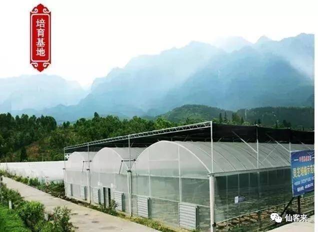 中國靈芝十大品牌|仙客來靈芝|仙客來靈芝破壁孢子粉|仙客來孢子油|仙客來靈芝飲片|仙客來破壁孢子粉|仙客來靈芝中藥飲片|馳名商標|www.clgj56.com.cn|