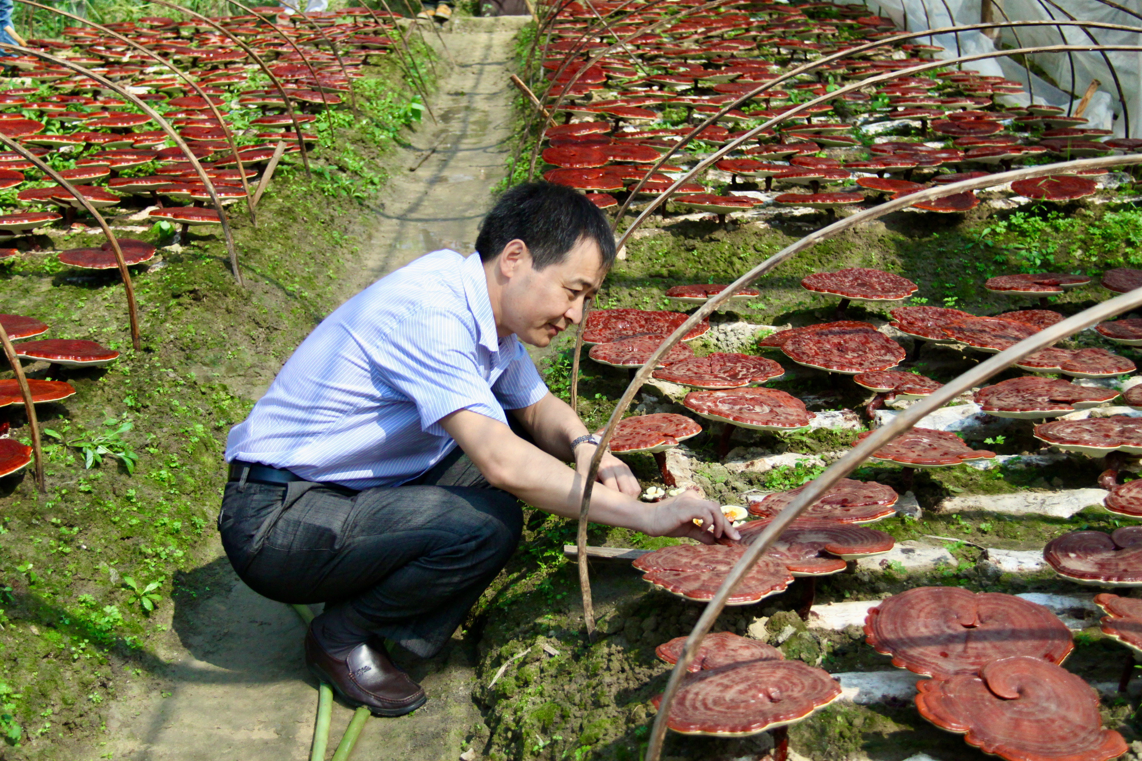 杭州亞運(yùn)會(huì)官方靈芝產(chǎn)品供應(yīng)商|杭州亞運(yùn)會(huì)官方供應(yīng)商|中國靈芝十大品牌|仙客來靈芝|仙客來靈芝破壁孢子粉|仙客來孢子油|仙客來靈芝飲片|仙客來破壁孢子粉|靈芝孢子油|孢子粉|靈芝破壁孢子粉|靈芝|中華老字號