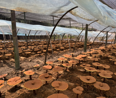 共同見(jiàn)證！首屆靈芝日慶典暨仙客來(lái)與北京大學(xué)醫(yī)學(xué)部科研成果發(fā)布會(huì)舉行