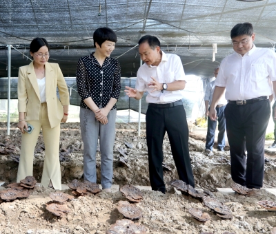 江西省委常委、宣傳部部長盧小青深入廬山市通書院村靈芝基地調(diào)研