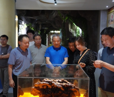 中國中藥協(xié)會領(lǐng)導(dǎo)一行參訪仙客來靈芝